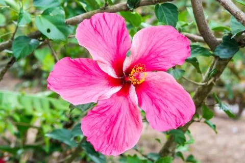 Tropical pink flower Stock Photos