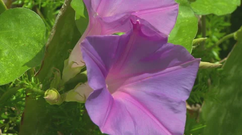 Tropical Pink Flowers Stock Footage 33193409