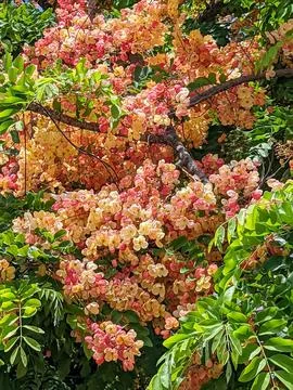 Tropical pink flowers tree in oahu hawaii Stock Photos