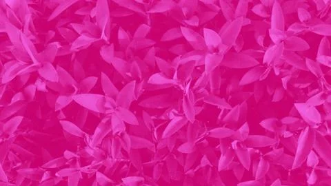 Tropical pink leaf background. Stock Photos