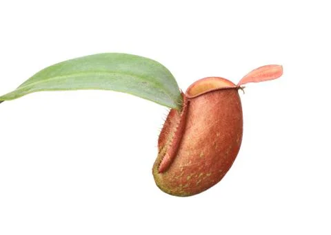 Tropical pitcher plants (monkey cups) Stock Photos