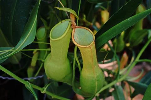 Tropical pitcher plants or monkey cups, a carnivorous plants Stock Photos