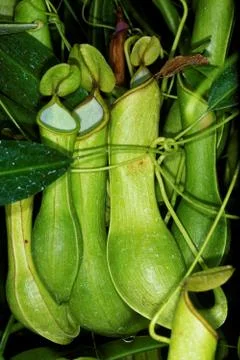 Tropical pitchers plant Stock Photos