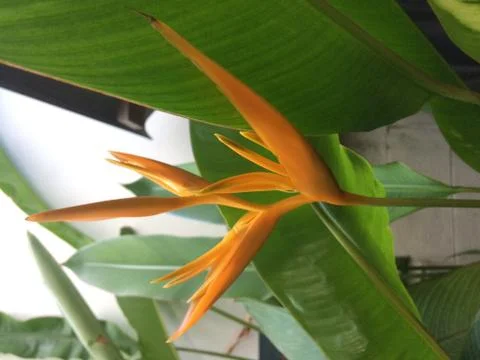 Tropical plan Stock Photos