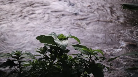 Tropical plant on the background of water Stock Footage 222811191