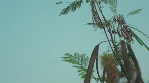 Tropical plant branches and seed pods reaching into a clear blue sky. Minimal Stock Footage 337611367