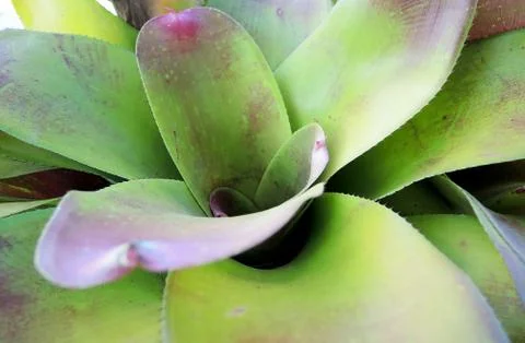 Tropical plant (Bromeliad, pineapple family) Stock Photos