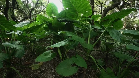 Tropical plant close-up Stock Footage 82724496
