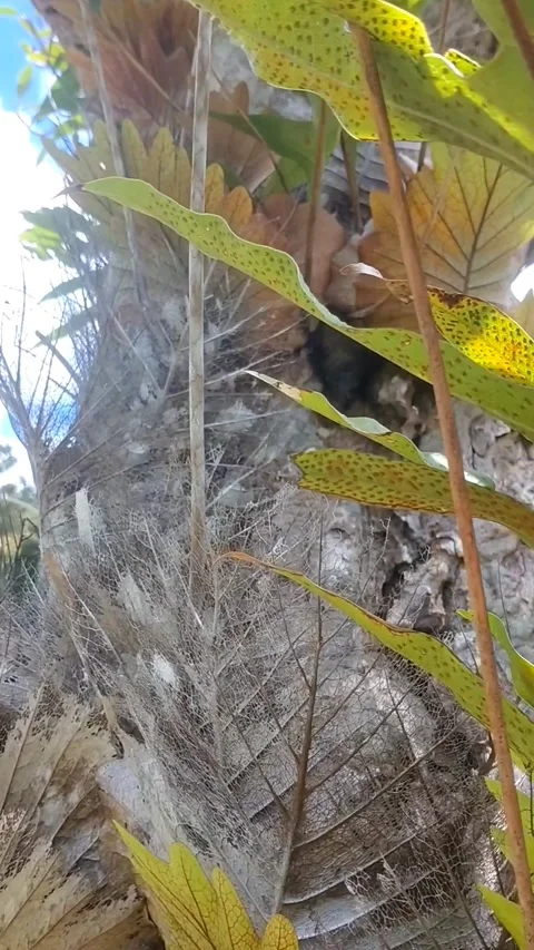 Tropical Plant Close-Up Stock Footage 330274244