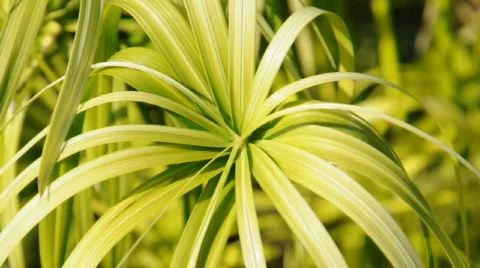 Tropical Plant Stockbeeldmateriaal 319581