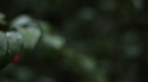 Tropical Plant Video stock 6747951