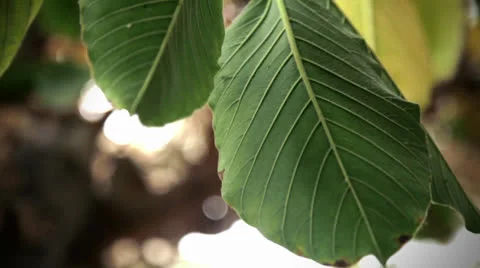 Tropical plant Stock Footage 22595648