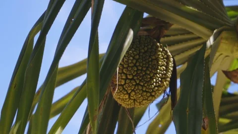 TROPICAL PLANT Stock Footage 126929869