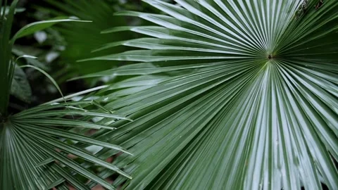 Tropical plant in the forest Stock Footage 229825551