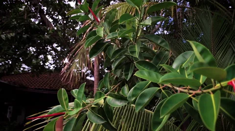 Tropical Plant Move In Stock Footage 65232235