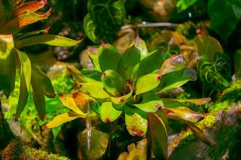 A tropical plant. Stock-Fotos