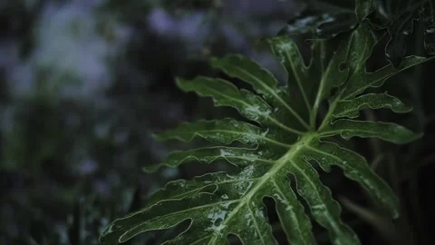 Tropical plant in the rain Stock Footage 222811155