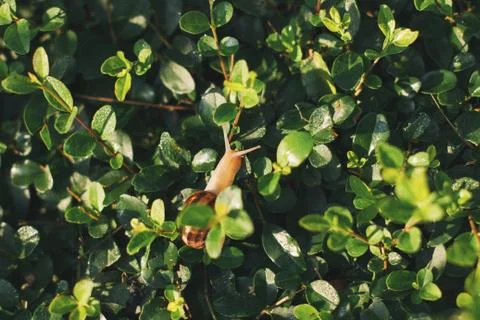 Tropical plant with snail inside leaf in the garden. Soft focus, film effect. Stock Photos