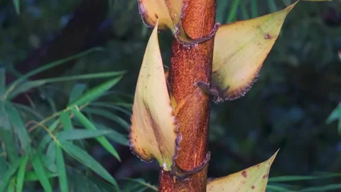 Tropical plant stem with yellow leaf sheaths Stock Footage 346286580