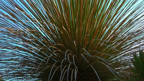 Tropical plant with thin sharp leaves Stock Footage 131771195