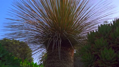 Tropical plant with thin sharp leaves Stock Footage 131771243