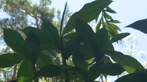 Tropical Plant UHD 스톡 동영상 284888060
