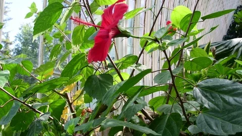 Tropical plants and tree in the botanic garden. Botanic greenhouse. Interior of 库存影片 79381277