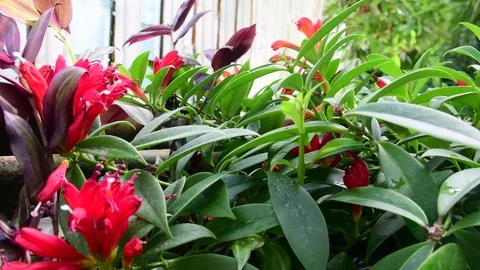 Tropical plants and tree in the botanic garden. Botanic greenhouse. Interior of 库存影片 79382904