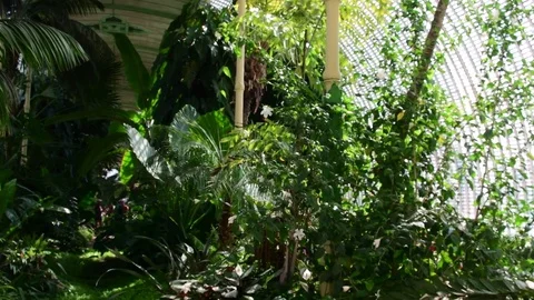 Tropical plants and tree in the botanic garden. Botanic greenhouse. Interior of 库存影片 79387203