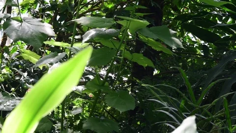 Tropical plants and trees in the botanic garden. Botanic greenhouse. Interior of 库存影片 79372863