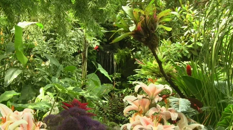 Tropical Plants and Waterfall Loop 스톡 동영상 787880