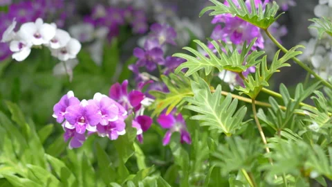 Tropical plants background in 4k slow motion 60fps Stock Footage 135442964