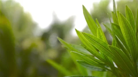 Tropical Plants Background Stock Footage 40653798