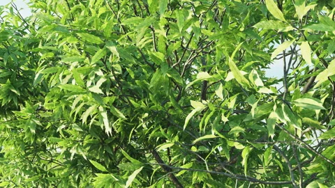 Tropical Plants Background Stock-Footage 288370946