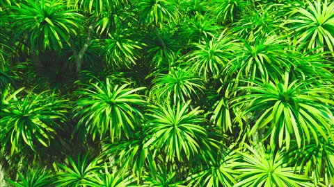 Tropical Plants Background Loop Stock-Footage 288370966