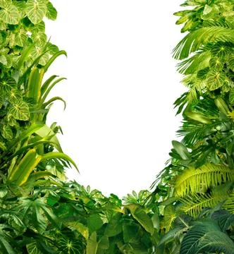 Tropical plants blank frame Stock Illustration