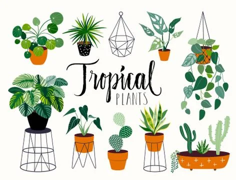 Tropical plants collection Stock Illustration