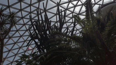 Tropical plants in a conservatory Stock Footage 109217021