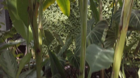 Tropical plants in a conservatory Stock Footage 109217022