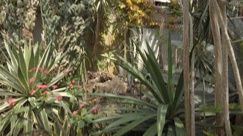 Tropical plants in a conservatory Stock Footage 109217025