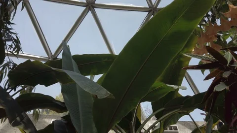 Tropical plants in a conservatory Stock Footage 109217031