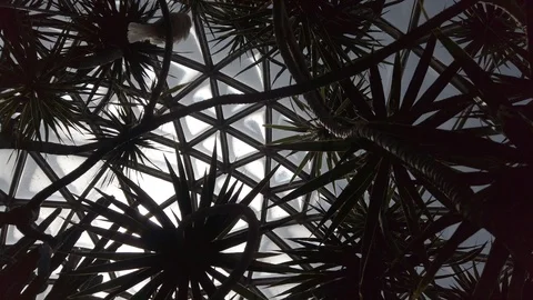 Tropical plants in a conservatory Stock Footage 109217050