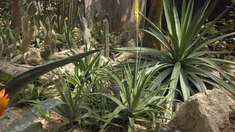 Tropical plants in a conservatory Stock Footage 109217126