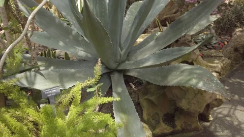 Tropical plants in a conservatory Stock Footage 109217129