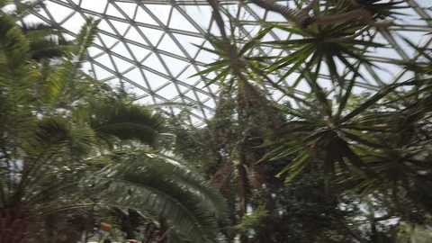 Tropical plants in a conservatory Stock Footage 109217160