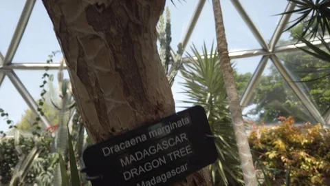 Tropical plants in a conservatory Stock Footage 109217172