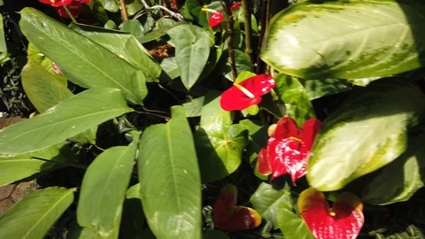 Tropical plants in a conservatory Stock Footage 109217300