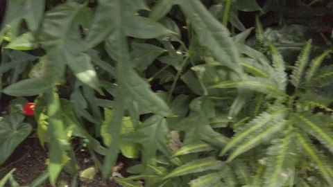 Tropical plants in a conservatory Video stock 109217305