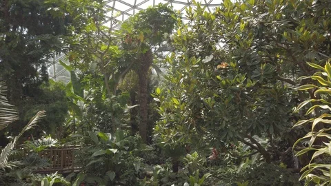 Tropical plants in a conservatory Stock Footage 109217366