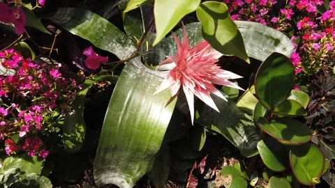 Tropical plants in a conservatory Stock Footage 109217371
